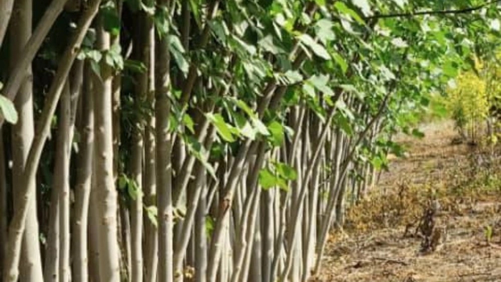 خرید نهال شناسنامه دار در دماوند شروع یک باغداری مطمئن و سودآور