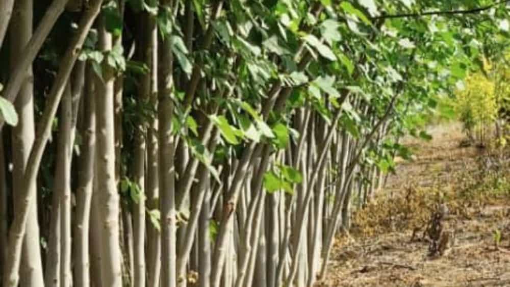 خرید نهال شناسنامه دار در دماوند شروع یک باغداری مطمئن و سودآور