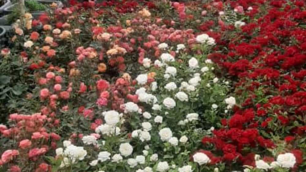 خرید نهال گلدانی و ریشه ای در تمام فصول